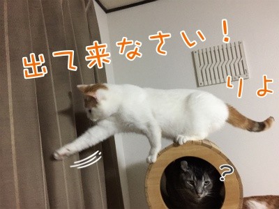 りよ16