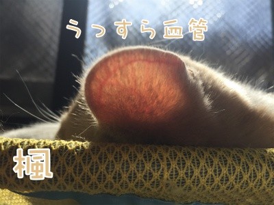 楓243
