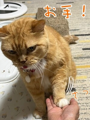 きなこ74