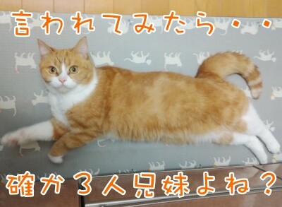 ココナッツ143