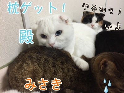殿365