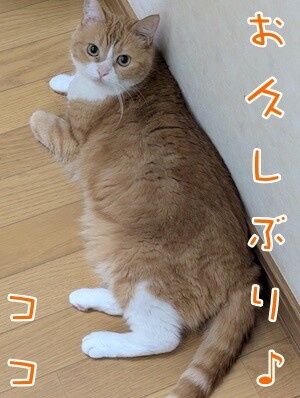 ココナッツ69