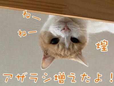煌245