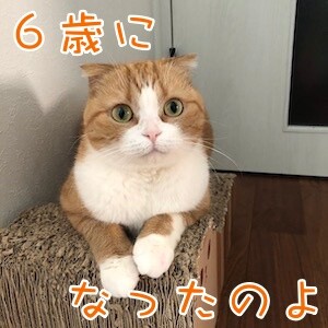 ベルビル184
