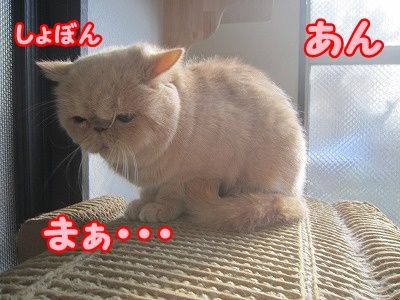 あん (6)
