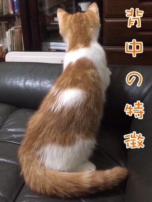 茶牛305