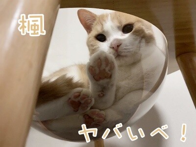 楓699