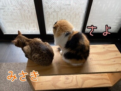 みんな1896