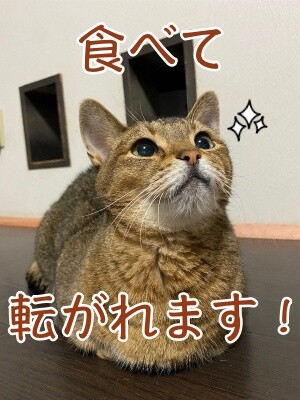 俊443