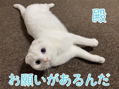 殿568