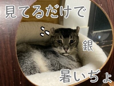 銀551
