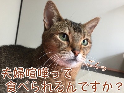 俊250