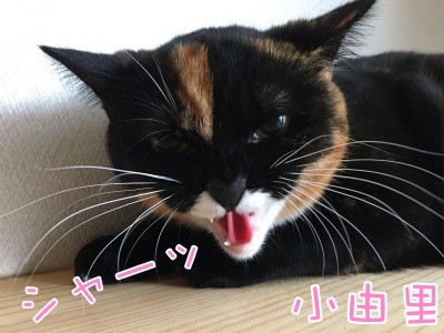 茶牛65
