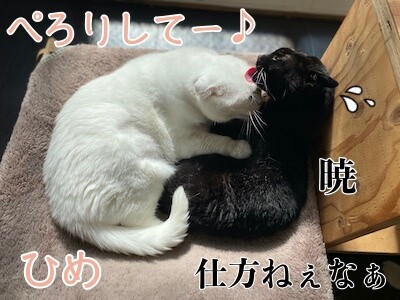 みんな1300