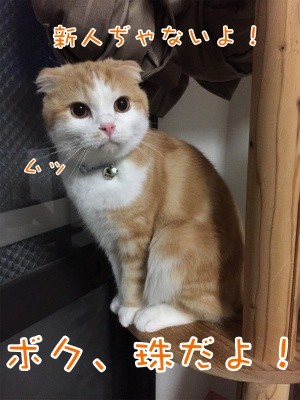 珠20