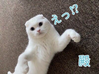 殿738