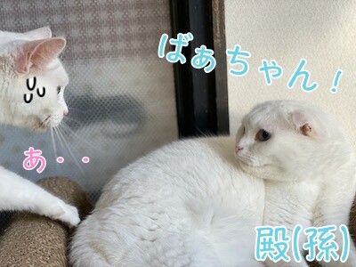 せい7