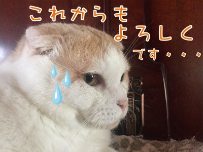 竜4