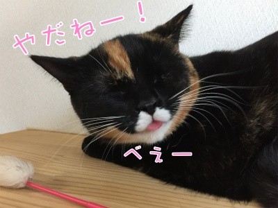 茶牛66