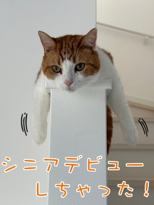 ベルビル208