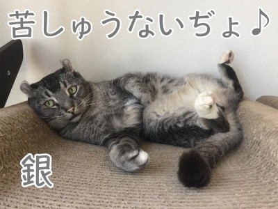 銀262