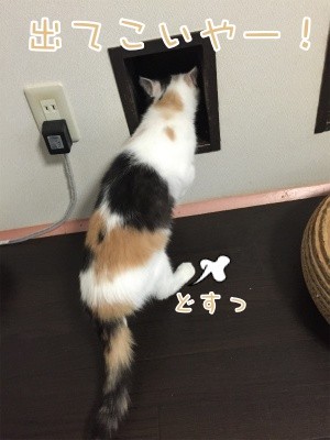 ひよ4