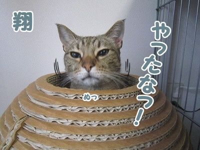 翔