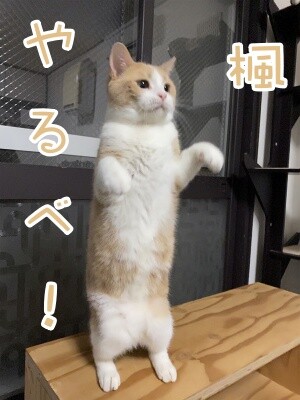 楓751