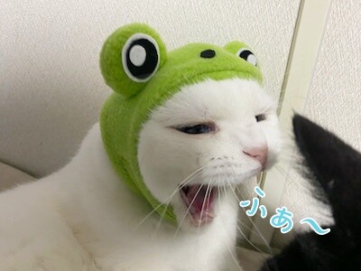殿26