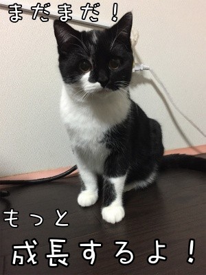 茶牛40