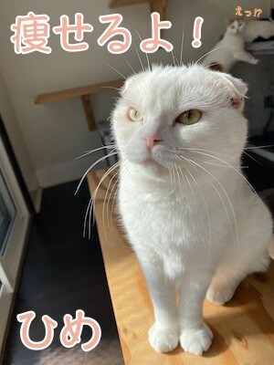 ひめ404