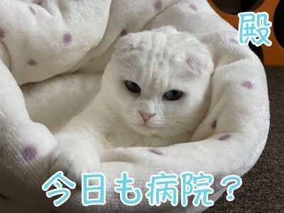 殿545