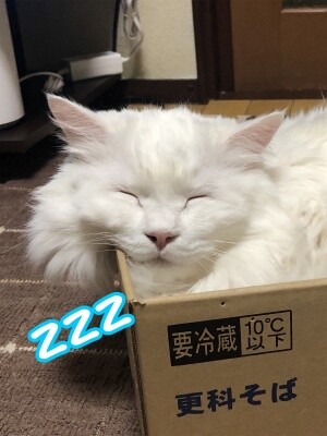 てん11