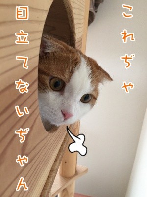 つ・ま31
