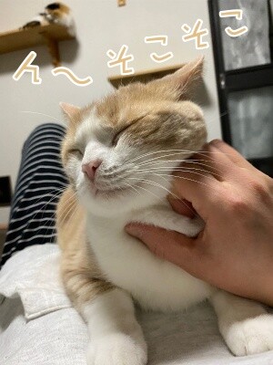 楓836