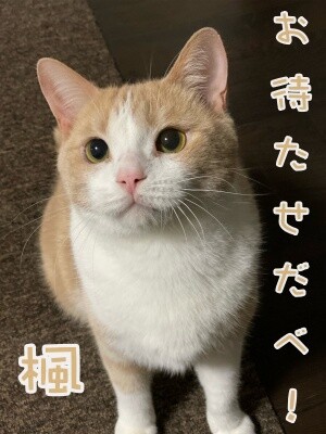 楓792