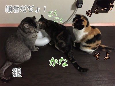 みんな454