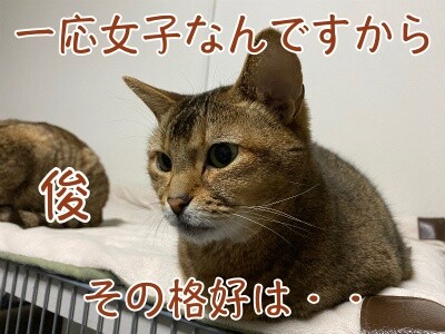 俊385