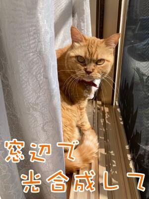 きなこ48