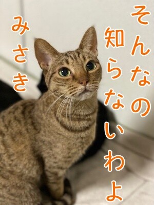 みさき318