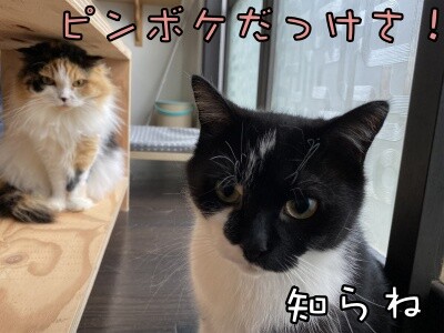 茶牛166