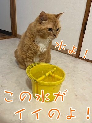 きなこ65