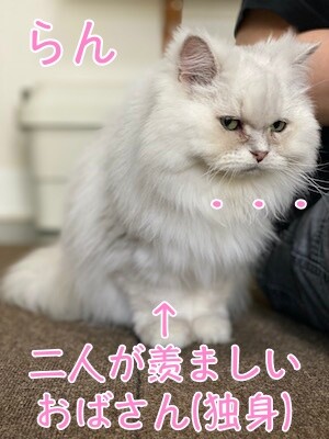らん23