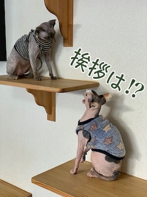 ハゲ族22