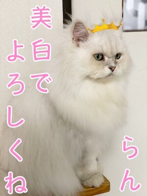 らん255
