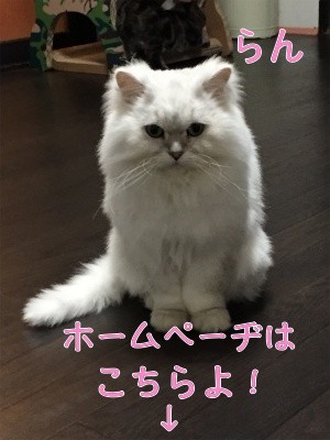 らん4