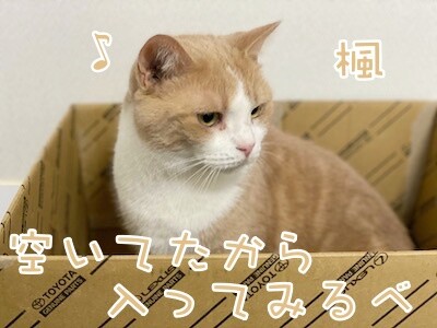 楓6