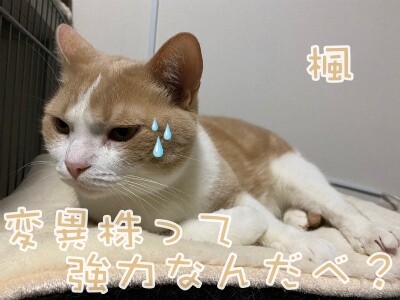楓861