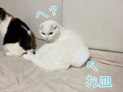 殿794