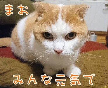 まお91